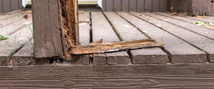 Close-up photograph showing severe rot damage on a pressure-treated wood deck joist with visible decay, splitting, and moisture damage after 10-15 years of exposure